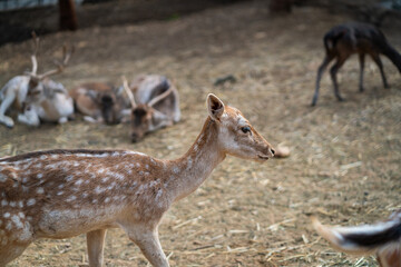 Deers in daylight, young and adult, Greece