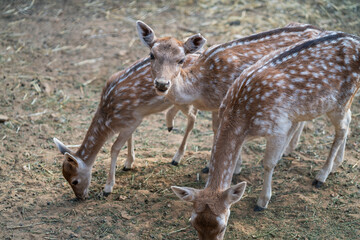 Deers in daylight, young and adult, Greece