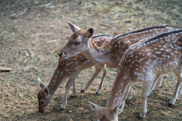 Deers in daylight, young and adult, Greece