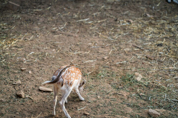 Deers in daylight, young and adult, Greece