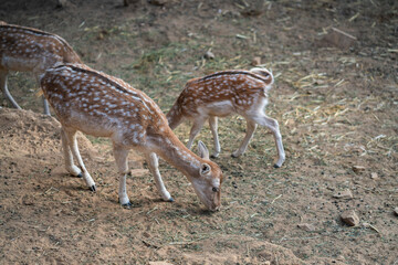 Deers in daylight, young and adult, Greece
