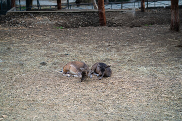 Deers in daylight, young and adult, Greece