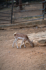 Deers in daylight, young and adult, Greece