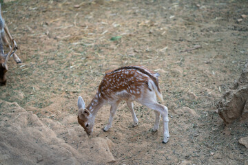 Deers in daylight, young and adult, Greece
