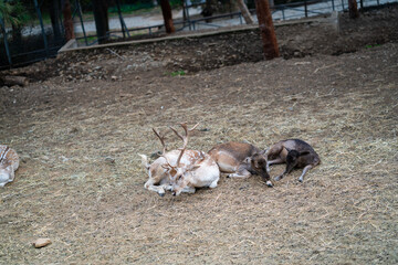 Deers in daylight, young and adult, Greece