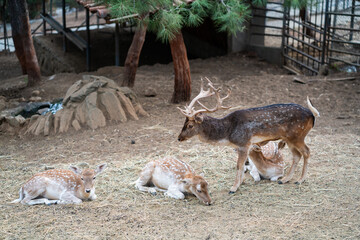 Deers in daylight, young and adult, Greece