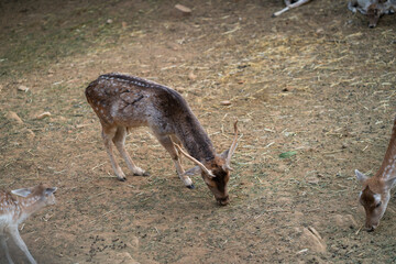 Deers in daylight, young and adult, Greece
