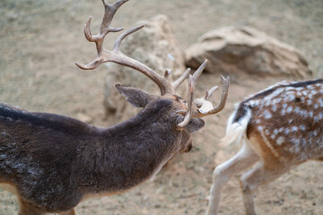 Deers in daylight, young and adult, Greece