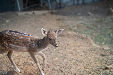 Deers in daylight, young and adult, Greece