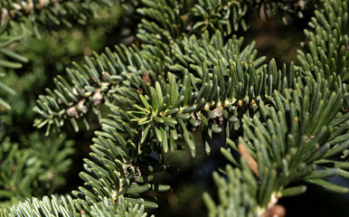 Close-up of lush green branches of a Balsam Fir tree (Abies balsamea), showcasing its needles and...