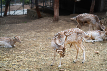 Deers in daylight, young and adult, Greece