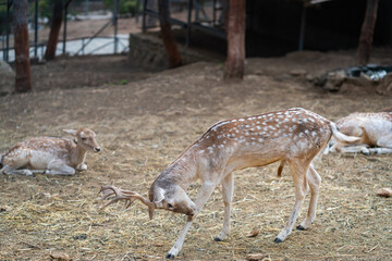 Deers in daylight, young and adult, Greece