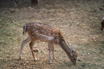 Deers in daylight, young and adult, Greece