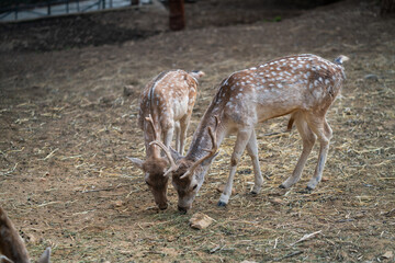 Deers in daylight, young and adult, Greece