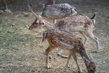 Fototapeta premium Deers in daylight, young and adult, Greece