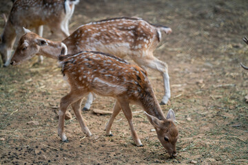 Deers in daylight, young and adult, Greece
