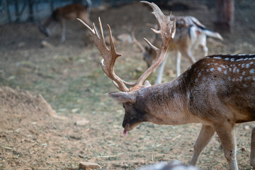 Deers in daylight, young and adult, Greece