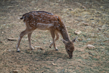 Deers in daylight, young and adult, Greece