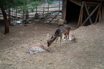 Deers in daylight, young and adult, Greece
