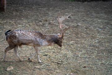 Deers in daylight, young and adult, Greece