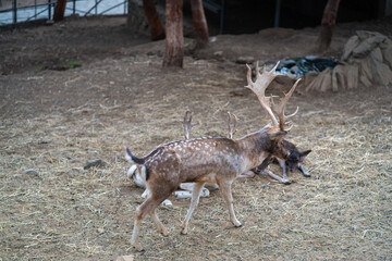 Deers in daylight, young and adult, Greece