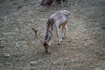 Deers in daylight, young and adult, Greece