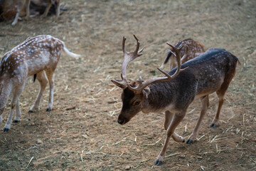 Deers in daylight, young and adult, Greece