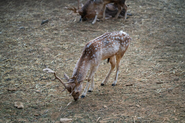 Deers in daylight, young and adult, Greece