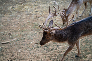 Deers in daylight, young and adult, Greece