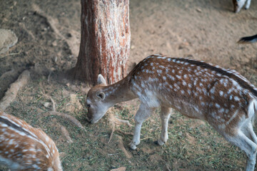 Deers in daylight, young and adult, Greece