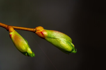 Beautiful linden tree in early spring Waiting for the buds to open Symbol of new beginnings and growth