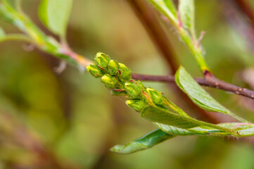 A genus of about 20 species of deciduous shrubs and small trees. Also known as shadbush.serviceberry.sarwisberry.Juneberry.Iranian berry.sugar plum.wild plum. Representatives of the rose family.