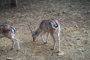 Deers in daylight, young and adult, Greece