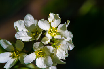 Fototapeta premium Also known as Amelanchier Canadensis. Blooms in early spring with white delicate flowers. A small tree or shrub commonly found in eastern North America.