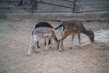 Deers in daylight, young and adult, Greece