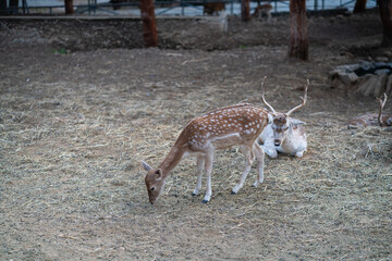 Deers in daylight, young and adult, Greece
