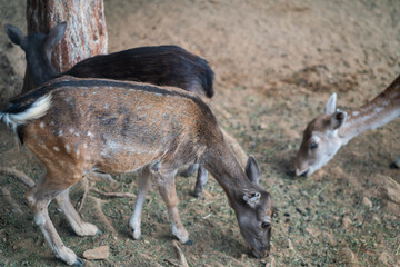 Deers in daylight, young and adult, Greece