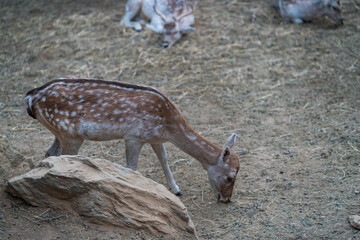 Deers in daylight, adults and young ones, Greece