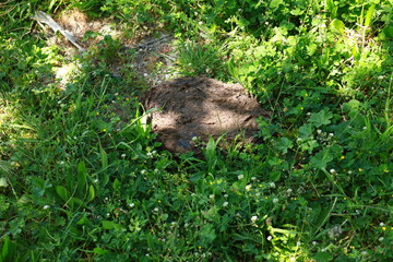 Organic fertilizer on the grass