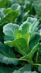 Fresh Green Cabbage Growing in a Lush Vegetable Garden Under Natural Sunlight