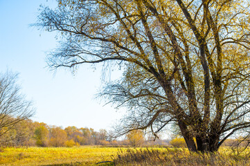 Fototapeta premium Enjoy the beauty of autumn in the river floodplain. Walk among the yellow trees and enjoy the colors of nature. An ideal place for photos and relaxing in the fresh air.