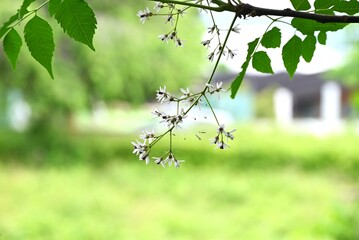 Chinaberry ( Melia azedarach ) flowers. Meliaceae deciduous tree. Pale purple five-petal flowers bloom in early summer. It is also a medicinal plant.