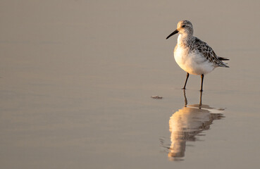 sandpipers on the beach at sunrise