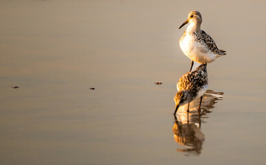 sandpipers on the beach at sunrise