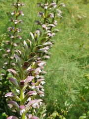 Pflanze im Baskenland blüht