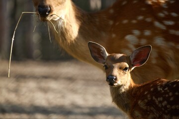 White tailed baby deer looking at camera
