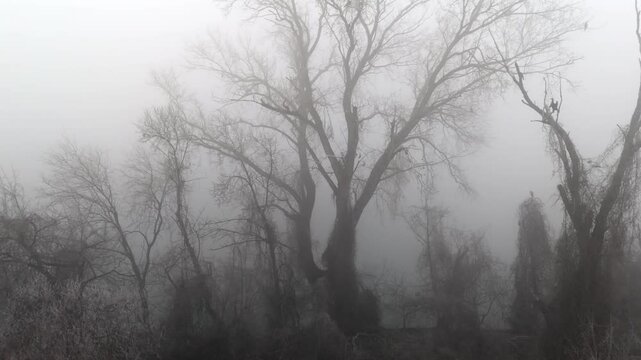 Dark and misty swamp, horror backgroung
