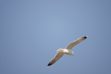 Mewa - ptaki na niebieskim, czystym niebie © tomo81