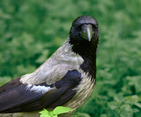 Crow portrait