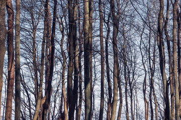 Branches of the tree on sky background.